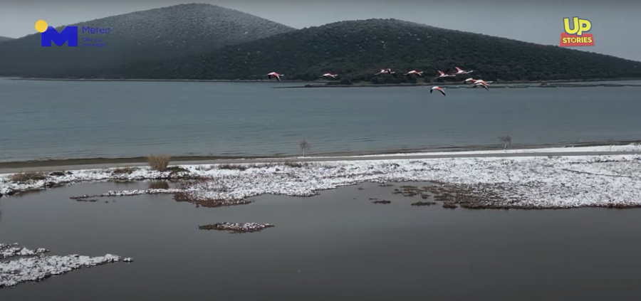 O «χορός» των φλαμίνγκο με τα χιόνια της κακοκαιρίας Μπάρμπαρα (Βίντεο drone)