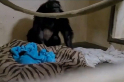 Μητέρα - χιμπατζής αντικρύζει το μωρό της μετά από γέννα με καισαρική (Συγκλονιστικό Βίντεο)
