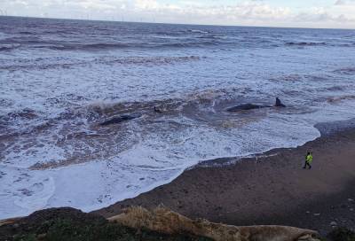 Βρετανία: 10 φάλαινες ξεβράστηκαν σε παραλία - Αγωνιώδης διάσωση