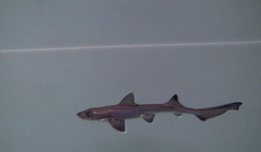 Ιταλία: Μωρό καρχαρίας γεννήθηκε σε δεξαμενή όπου ζουν μόνο θηλυκά ψάρια