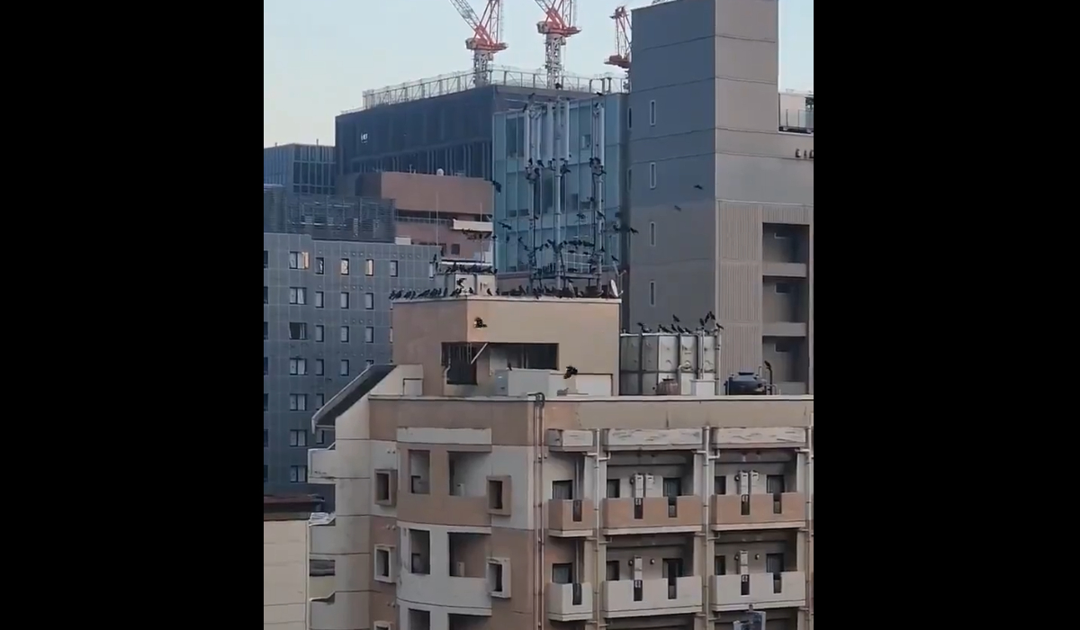 Σεισμός στην Ιαπωνία: Σμήνη από κοράκια συγκεντρώνονται πάνω από κτίρια (Βίντεο)