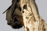 Μελέτη - ορόσημο: Γιατί οι ιοί των νυχτερίδων συνεχίζουν να μολύνουν τους ανθρώπους;