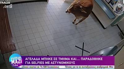 Αγελάδα μπήκε μέσα σε αστυνομικό τμήμα και παραδόθηκε στις selfies