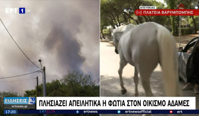 Φωτιά στην Βαρυμπόμπη: Τα άλογα τρέχουν στην πλατεία