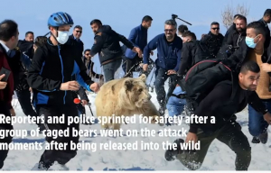 Αιχμάλωτες αρκούδες επιτίθενται στο πλήθος στην τελετή απελευθέρωσής τους
