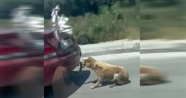 Ζάκυνθος: Νέα περιστατικό κακοποίησης ζώου - Έσερνε σκύλο από τον κοτσαδόρο (Βίντεο)