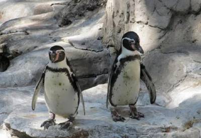 Ζευγάρι αρσενικών πιγκουίνων προσπαθούν να γίνουν γονείς