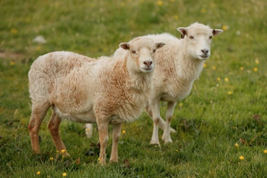 Νησί στην Σκωτία δίνει 25.000 ευρώ μισθό για να προσέχεις πρόβατα