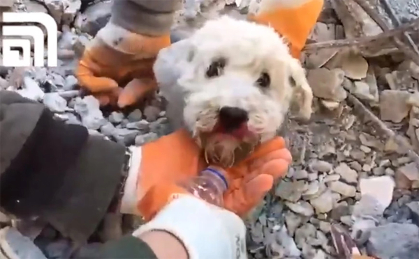Σεισμός στη Συρία: Τυχερός σκυλάκος διασώθηκε από τα συντρίμμια (βίντεο)