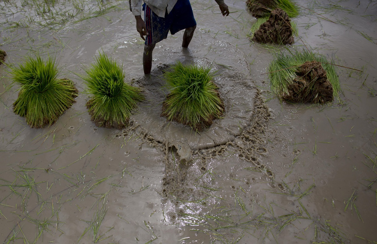 Παγκόσμια έλλειψη ρυζιού το 2023: Η μεγαλύτερη της τελευταίας 20ετίας