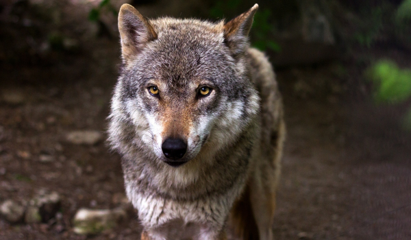 Αρκτούρος για επίθεση λύκου στην Πάρνηθα: Συνύπαρξη με σεβασμό στα όρια της άγριας ζωής