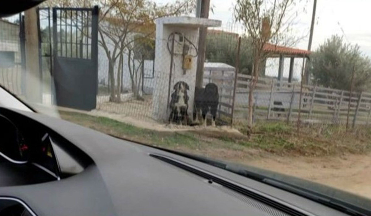 Θεσσαλονίκη: Στον ανακριτή σήμερα ο ιδιοκτήτης των σκύλων που κατασπάραξαν την 50χρονη