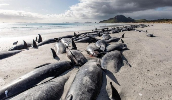 Νέα Ζηλανδία: Νεκρά πάνω από 200 μαυροδέλφινα που είχαν εξοκείλει