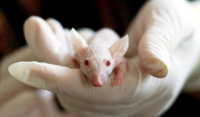 Παράλυτα ποντίκια περπάτησαν ξανά - Πώς λειτουργεί η πρωτοποριακή θεραπεία