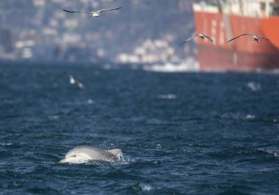 Κορονοϊός στην Τουρκία: Τα δελφίνια χαίρονται έναν Βόσπορο γαλήνιο χάρη στο lockdown
