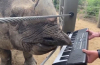 Ρινόκερος… πιανίστας σε ζωολογικό κήπο των ΗΠΑ