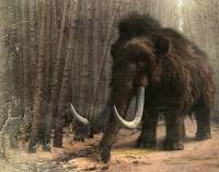 Σιβηρία: Η κλιματική αλλαγή «ξεπάγωσε» οστά μαμούθ ηλικίας 10.000 ετών