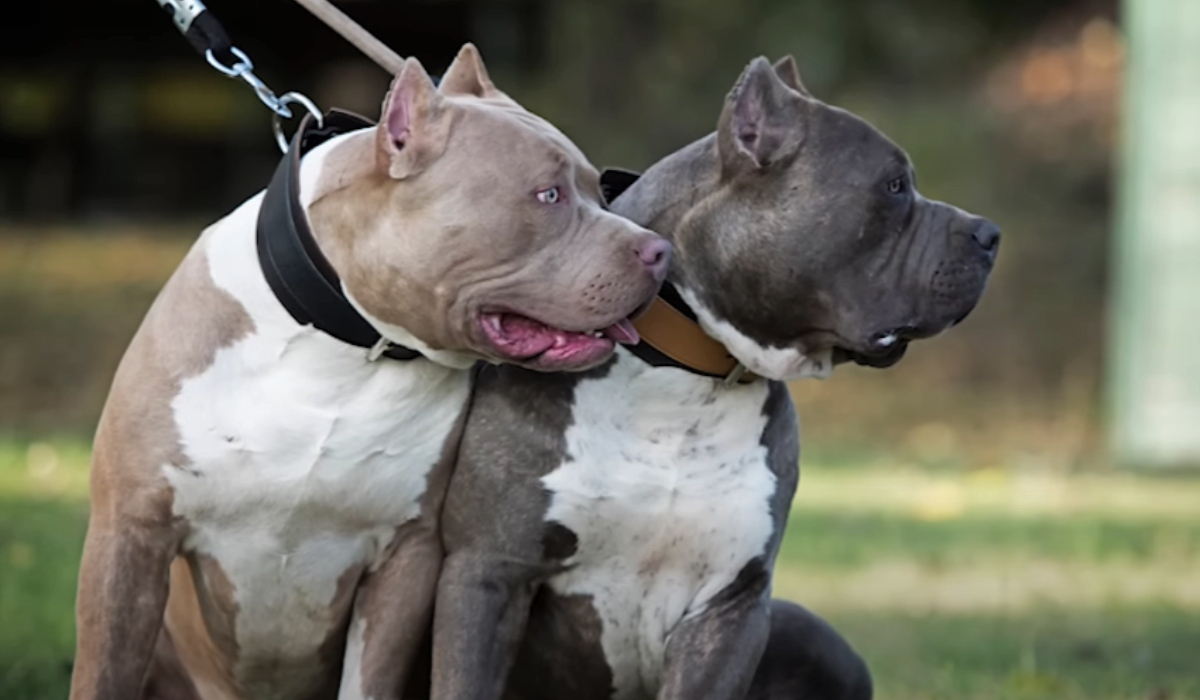 Βρετανία: Σε ισχύ η απαγόρευση για τα σκυλιά american bully XL από 31 Δεκεμβρίου