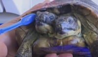 Αυτή είναι η γηραιότερη δικέφαλη χελώνα: Kάνει μασάζ κάθε μέρα και έχει δικό της σκέιτμπορντ