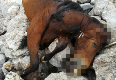 Φρίκη στην Πάρνηθα: Βρέθηκαν νεκρά άλογα σε γκρεμό (Σκληρές εικόνες)