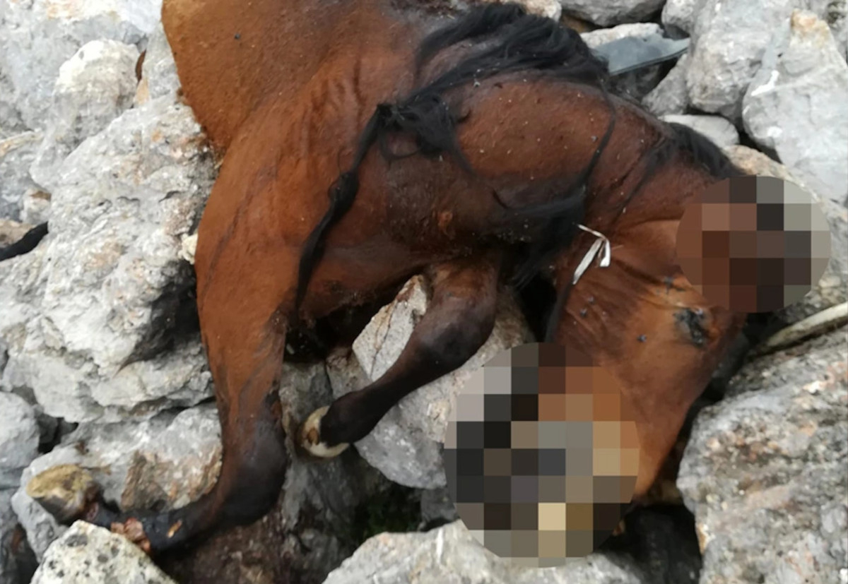 Φρίκη στην Πάρνηθα: Βρέθηκαν νεκρά άλογα σε γκρεμό (Σκληρές εικόνες)