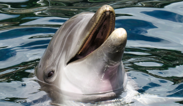 Επιστήμονες ανακάλυψαν «σεξουαλική ομοιότητα» μεταξύ δελφινιών και ανθρώπων