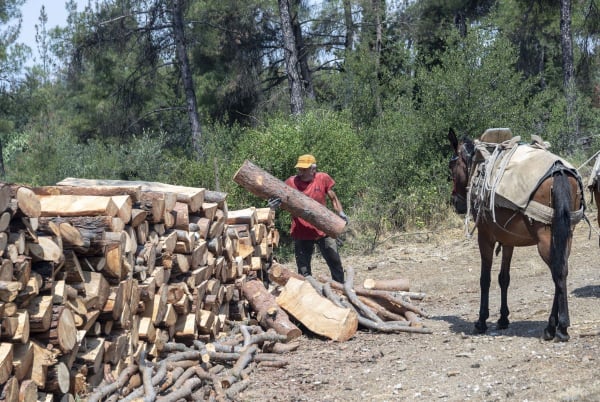 Ενεργειακή κρίση: Απαγόρευση εξαγωγής ξυλείας από την Ελλάδα - Οι ημερομηνίες