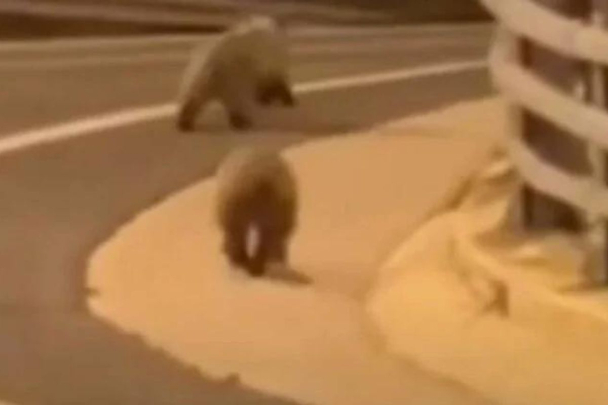 Μέτσοβο: Αρκουδάκια «βολτάρουν» στην Εγνατία Οδό (βίντεο)