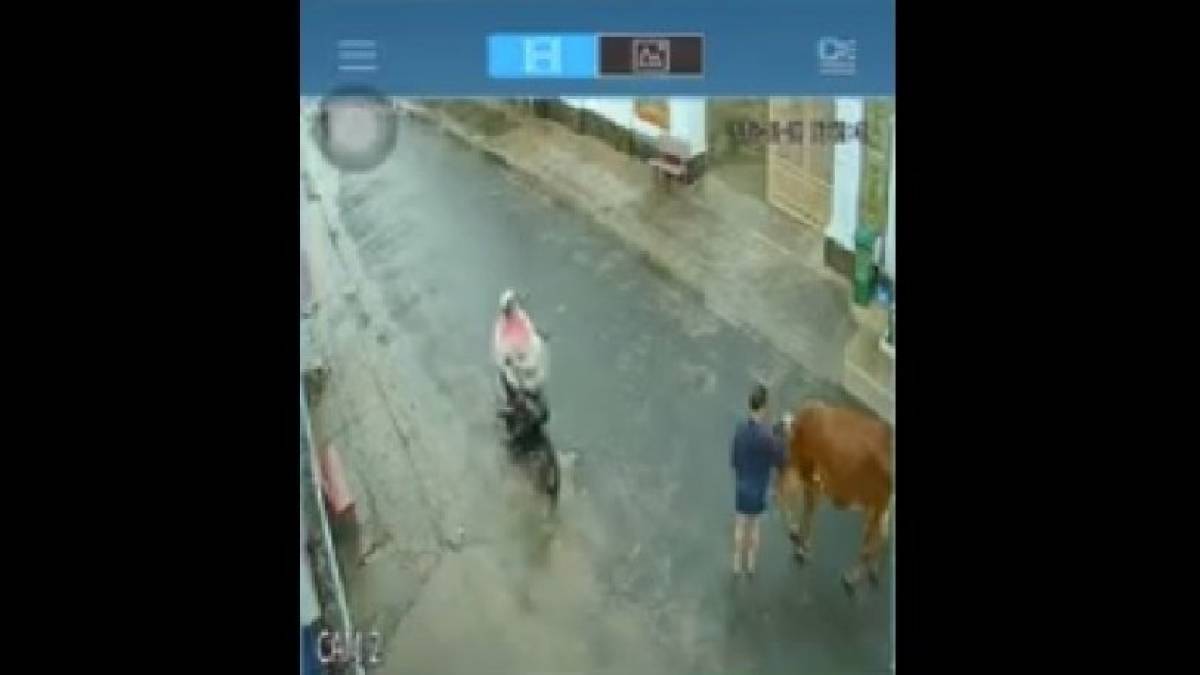 Όσκαρ ατυχίας για Κινέζα- Την κλώτσησε αγελάδα, τη χτύπησε μηχανάκι