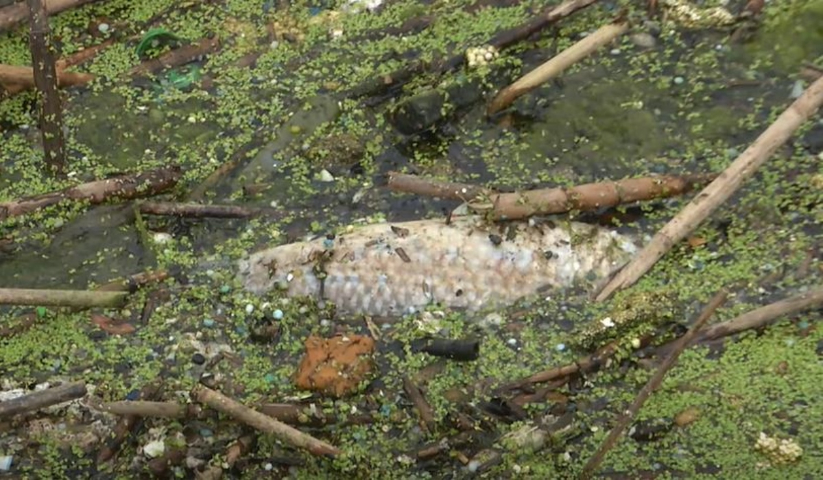 Θλιβερές εικόνες στη Θεσσαλονίκη: Αμέτρητα νεκρά ψάρια σε περιοχή Natura 2000