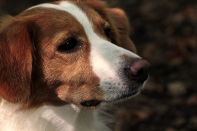 ΗΠΑ: Σκύλος... σκότωσε με κυνηγετικό όπλο τον ιδιοκτήτη του