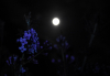 Ροζ Φεγγάρι: Απόψε η πρώτη υπερπανσέληνος του 2021 - Πώς πήρε το όνομά της