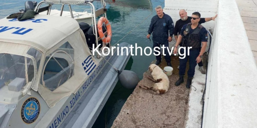Κόρινθος: Στελέχη του Λιμενικού έσωσαν σκύλο που έπεσε στον Ισθμό (Φωτογραφίες)