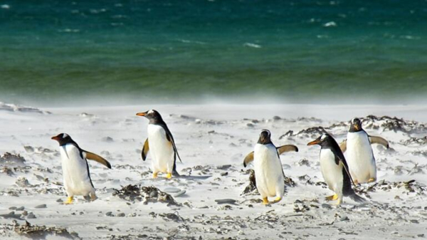 Ουρουγουάη: Σχεδόν 2.000 πιγκουίνοι εντοπίζονται νεκροί σε 10 ημέρες
