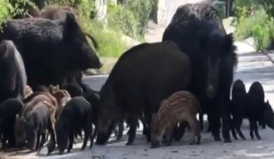 Θεσσαλονίκη: Αγριογούρουνα κάνουν βόλτες στο Πανόραμα – Έκκληση από τις Αρχές να μην τα ταΐζουν