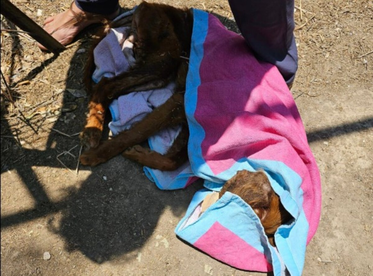 Φρίκη στην Κρήτη: Σκυλιά ζούσαν υποσιτισμένα σε κοτέτσι - Κατέληξε το ένα