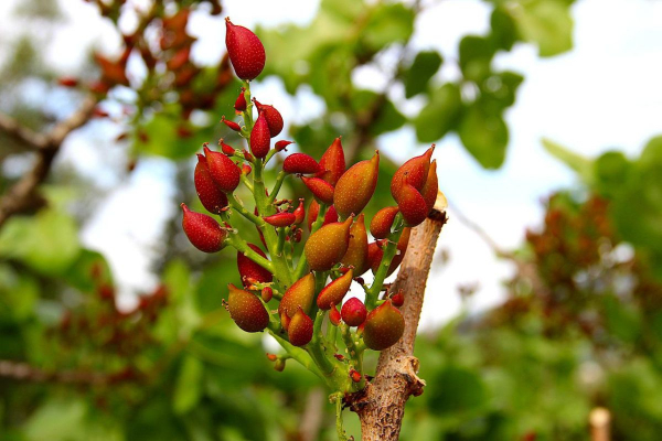 «Πράσινος χρυσός» τα φυστίκια Αιγίνης: Αγρότες αφήνουν τις ελιές και τα αμπέλια
