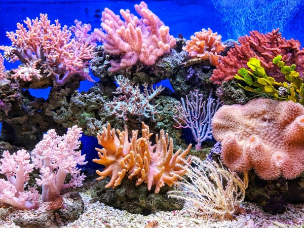 Ολλανδία: Μια «Κιβωτό του Νώε» από κοράλλια δημιουργεί ζωολογικός κήπος - Ποιος ο λόγος