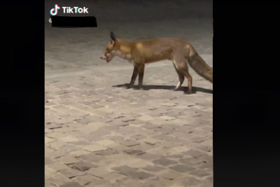 Aλεπού βγήκε βόλτα στην Ακρόπολη (Βίντεο)