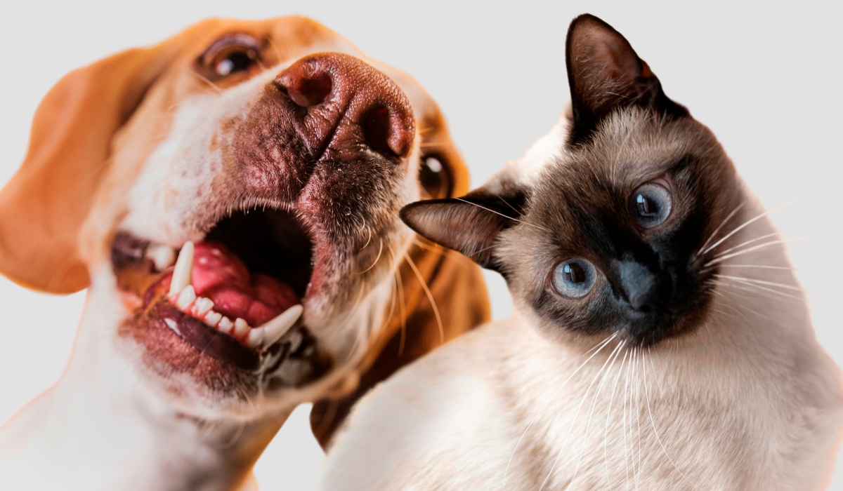 Στείρωση σκύλου και γάτας: Νέα επιλογή αν δεν θέλετε να τα στειρώσετε