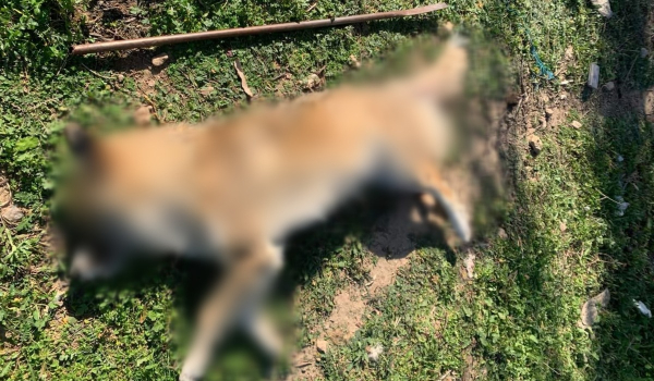Κτηνωδία στα Μέγαρα: Σκότωσαν και βίασαν με βέργα σκυλάκι