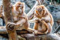 Γερμανία: Δεκάδες μαϊμούδες νεκρές σε πυρκαγιά σε ζωολογικό κήπο