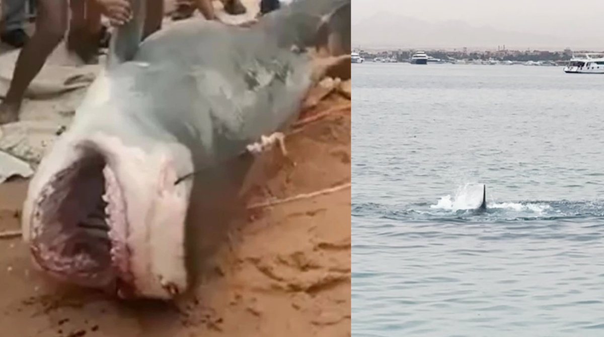 Αίγυπτος: Έπιασαν τον «δολοφόνο» καρχαρία που κατασπάραξε τον Ρώσο λουόμενο (Βίντεο)