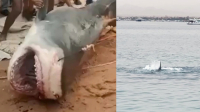Αίγυπτος: Έπιασαν τον «δολοφόνο» καρχαρία που κατασπάραξε τον Ρώσο λουόμενο (Βίντεο)