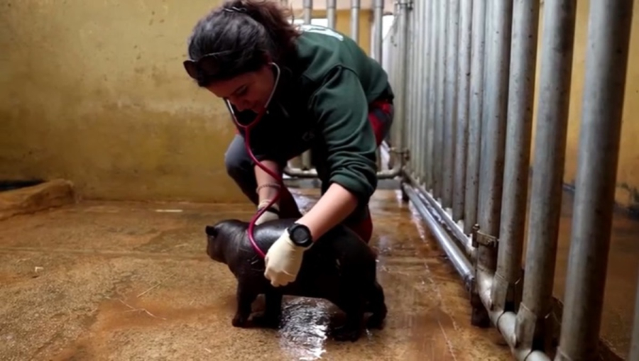 It&#039;s a boy - Γεννητούρια στο Αττικό Ζωολογικό Πάρκο: Γεννήθηκε σπάνιος πυγμαίος ιπποπόταμος