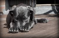 Κτηνωδία: Έκαψαν ζωντανό σκύλο σε περιοχή των Χανίων