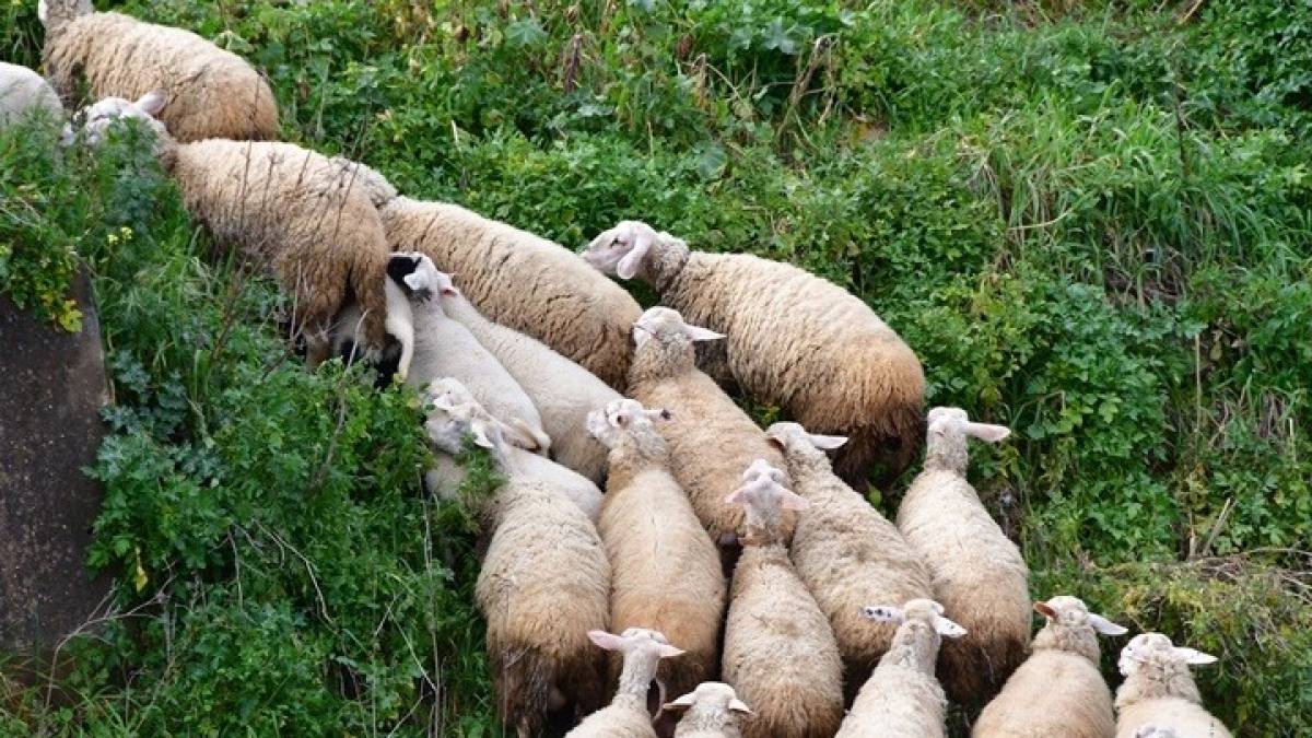 ΥΠΑΑΤ: Πάνω από 1 εκατ. ευρώ σε κτηνοτρόφους