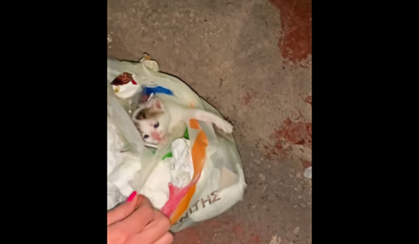 Ιτέα: Πέταξαν γατάκι στα σκουπίδια σε δεμένη σακούλα - Περαστικοί άκουσαν το κλάμα του