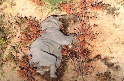 Μποτσουάνα: Τι σκότωσε 275 ελέφαντες - Το ερώτημα που βασανίζει τους ειδικούς