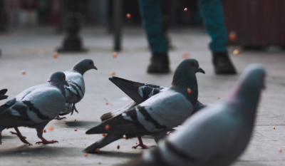 Γρίπη των πτηνών: Συναγερμός για κίνδυνο επανεμφάνισης στην Ελλάδα